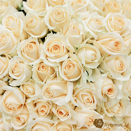 кремовые розы фото