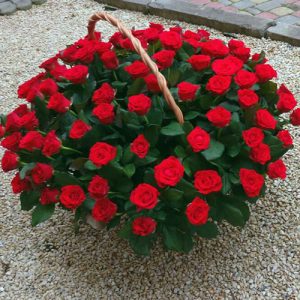 большая корзина красных роз фото