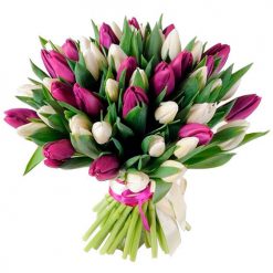 Фото товара 51 бело-пурпурный тюльпан (с лентой) в 51 бело-пурпурный тюльпан (с лентой)