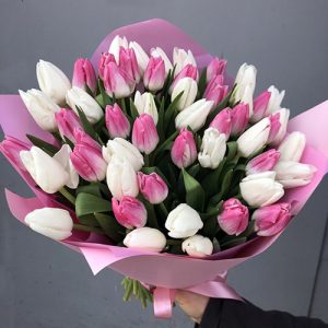 51 бело-розовый тюльпан