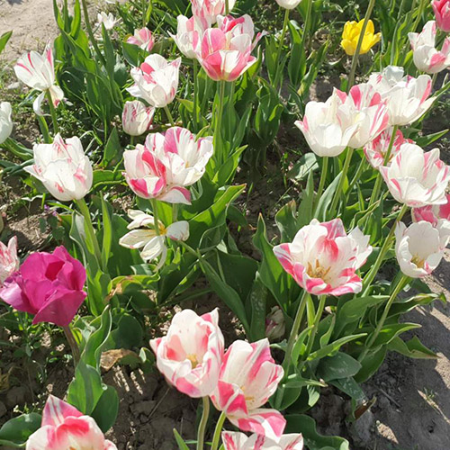 поле тюльпанів фото