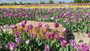 тюльпани в Івано-Франківську поле тюльпанів Івано-Франківськ фото