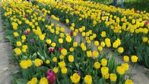 тюльпани в Івано-Франківську тюльпанове поле ІФ фото