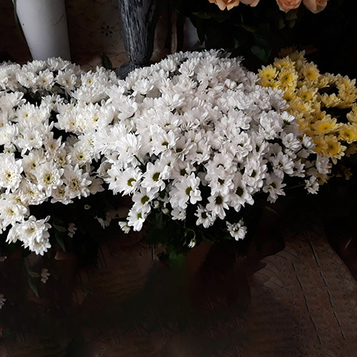хризантемы фото сортов