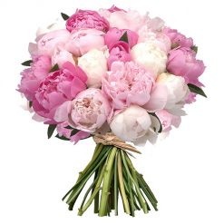 Фото товара 25 бело-розовых пионов в 25 бело-розовых пионов
